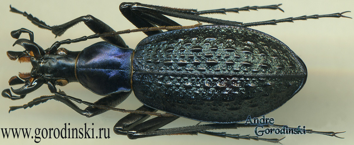 http://www.gorodinski.ru/carabus/Shenocoptolabrus osawai berezovskiianus.jpg